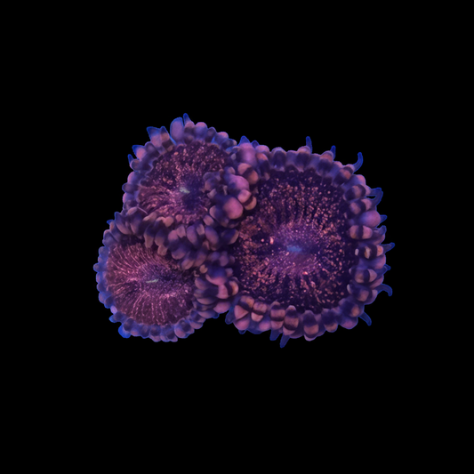 Pink Galaxy Zoanthid