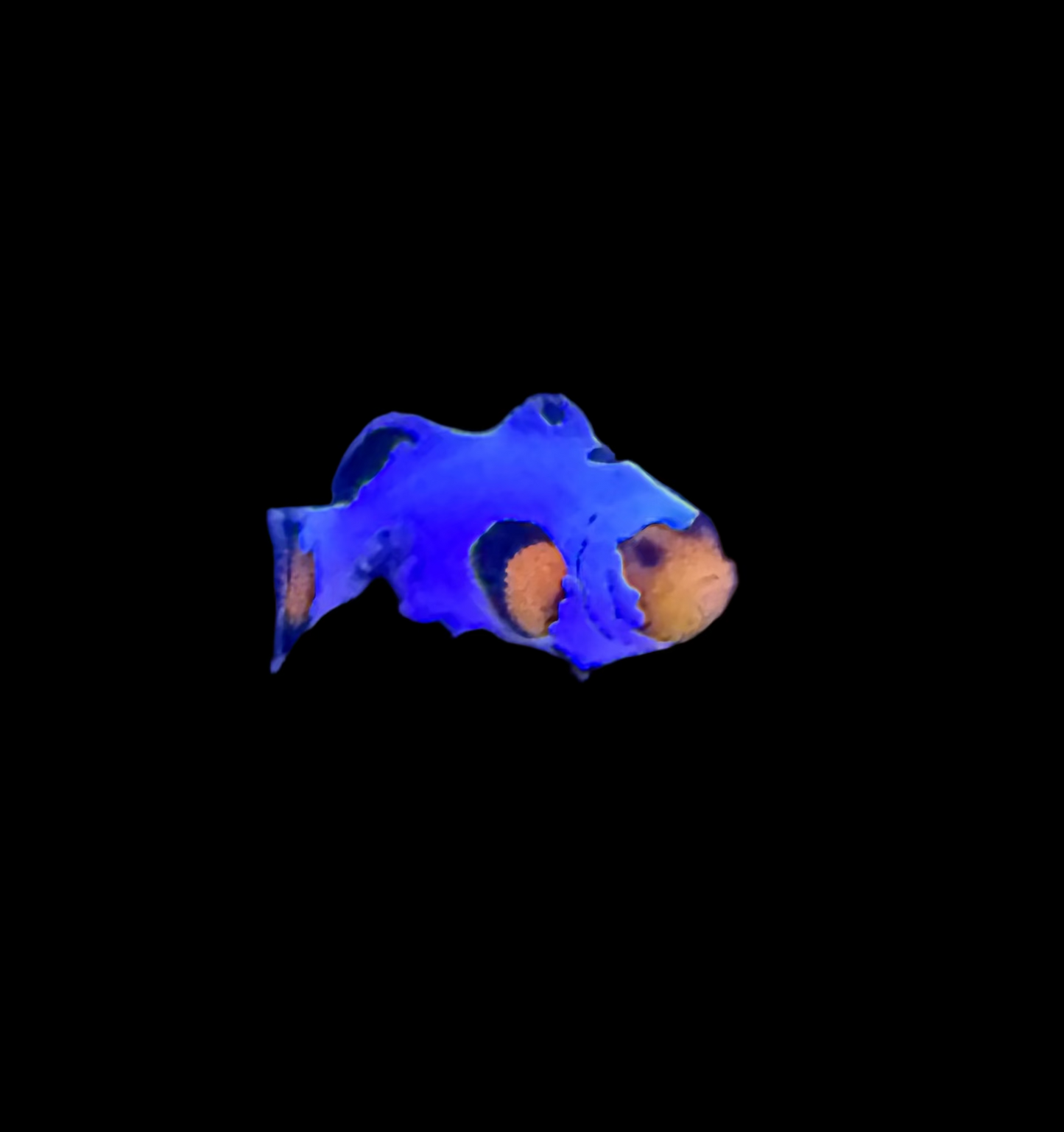 Captive Bred Sapphire Black Frostbite Clownfish
