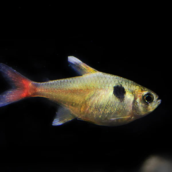 Yellow Phantom tetra - Hyphessobrycon roseus
