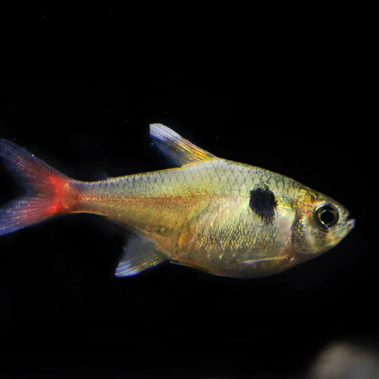 Yellow Phantom tetra - Hyphessobrycon roseus