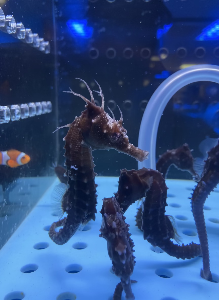 Captive Bred Line Seahorse (Hippocampus Erectus)