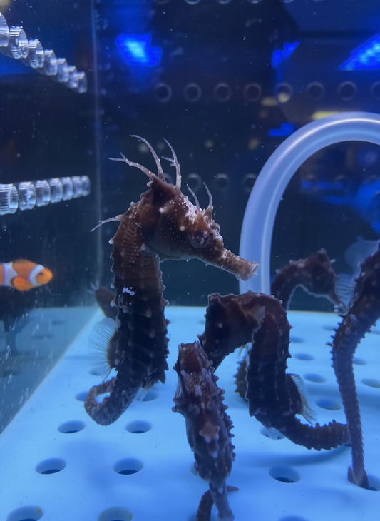 Captive Bred Line Seahorse (Hippocampus Erectus)