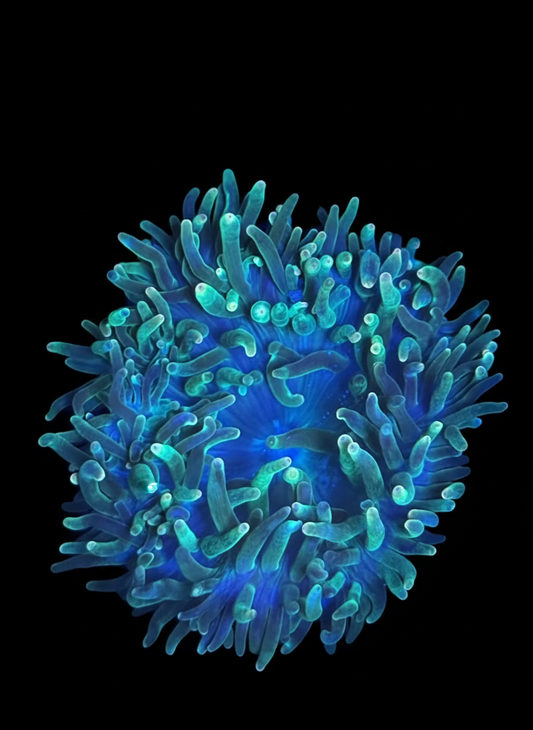 Green Bubbletip Anemone