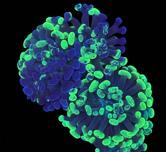 Bi Colour Splatter Branching Hammer