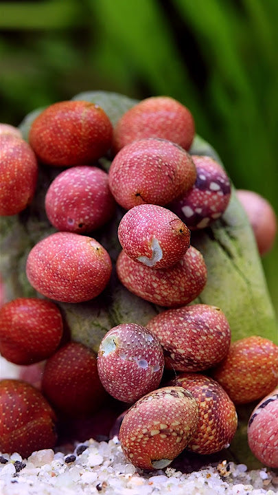 Pink lady mini nerite