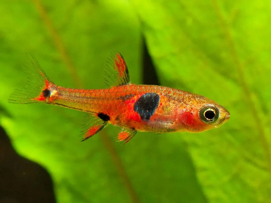 Strawberry Rasbora - Boraras Naevus