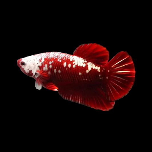 Red Samurai Betta