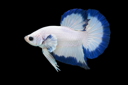 Blue Trimmed betta