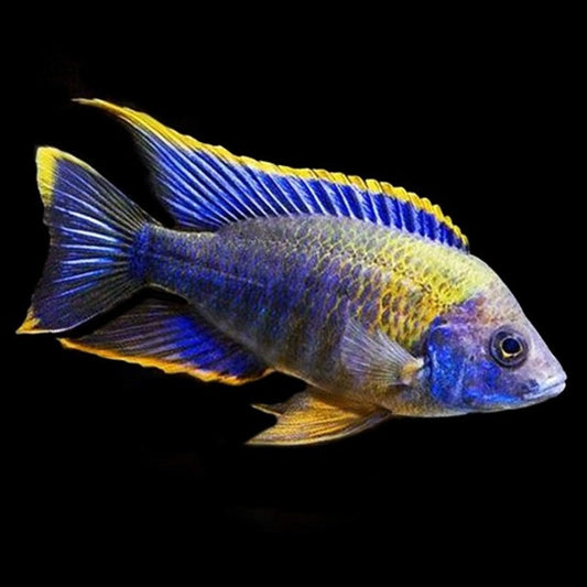 Hai reef Cichlid - Aulnocara Lwanda Juvenile