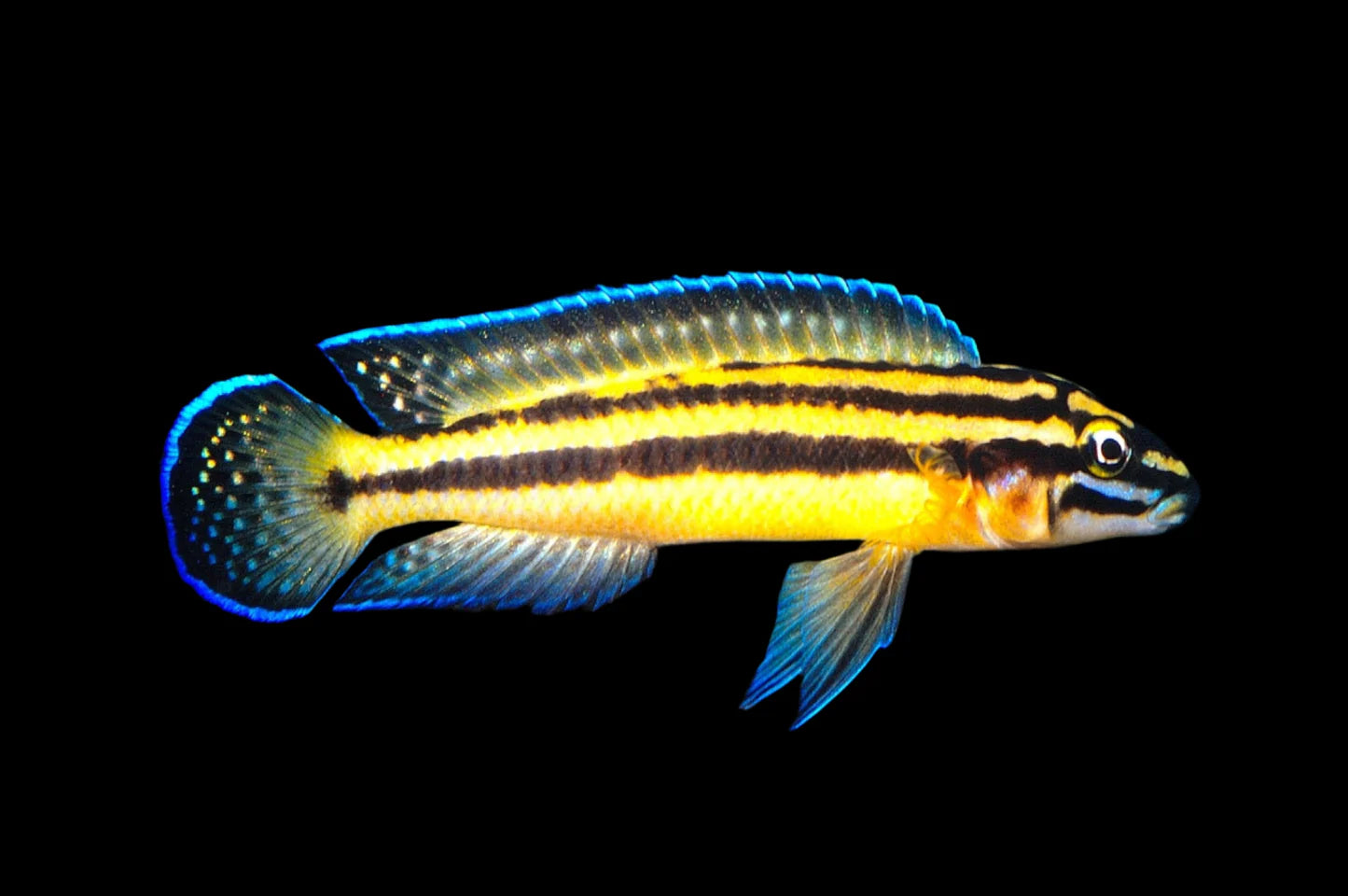 Kipli - Julidochromis marksmithii