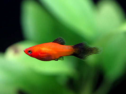Red wag Pintail platy