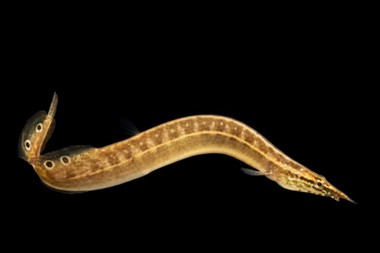 Peacock Eel