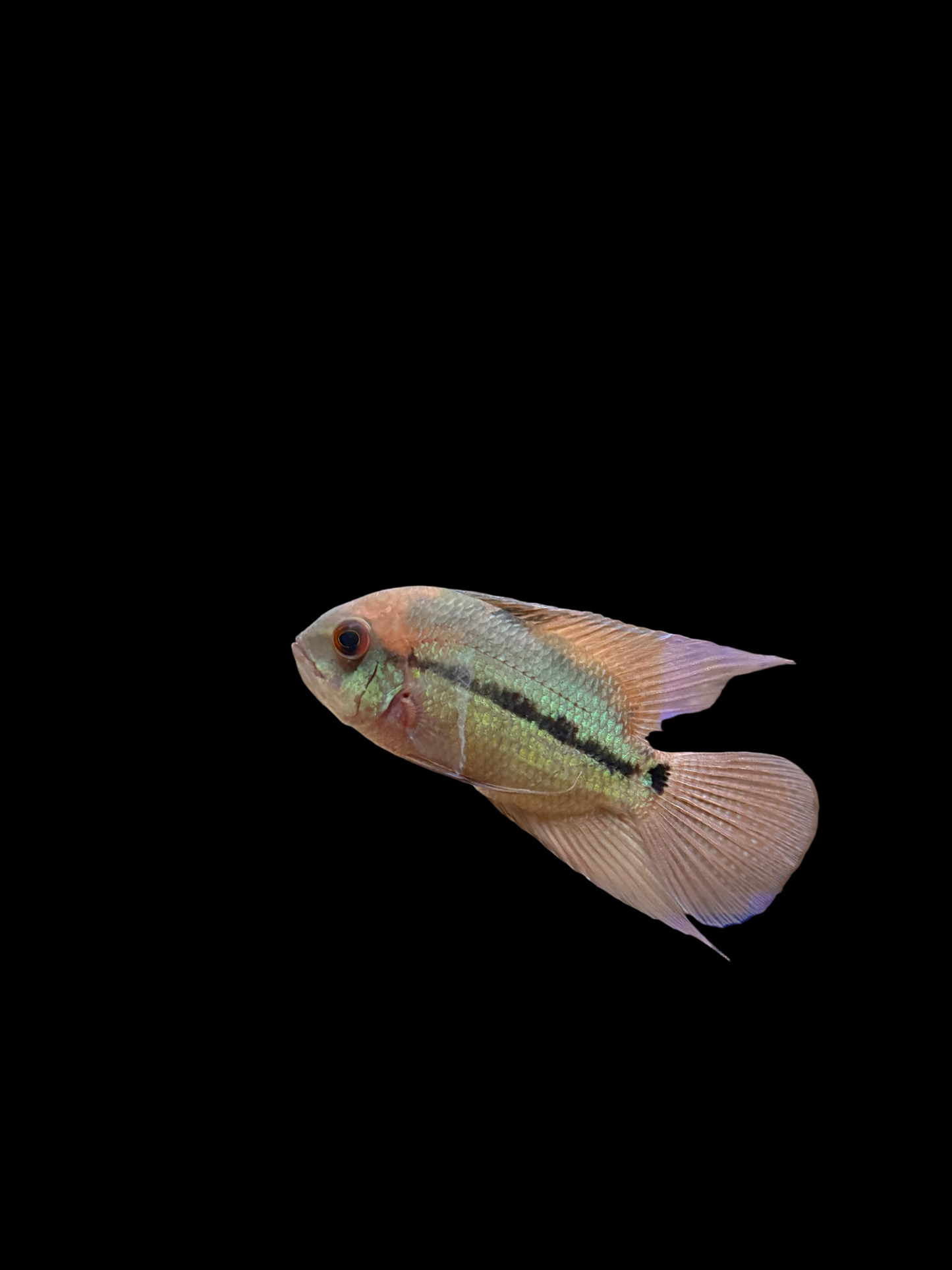 Emerald Cichlid