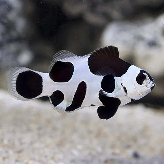 Captive Bred Black Super Storm Clownfish