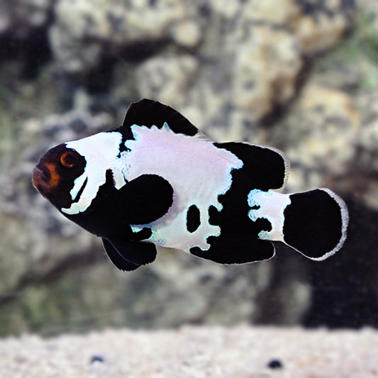 Captive Premium Bred Black Ice Snowflake Clownfish