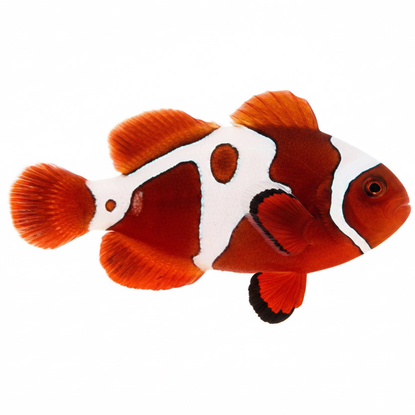 Captive Bred Gold X Lightning Maroon Clownfish