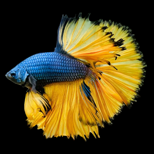 Half Moon Mustard Gas Betta