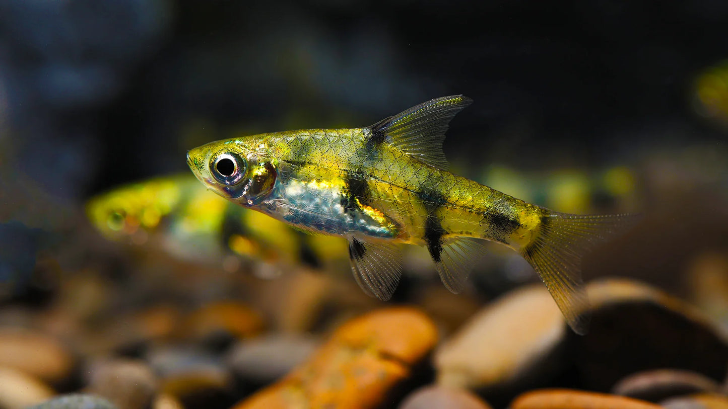 Dwarf Gold Barb