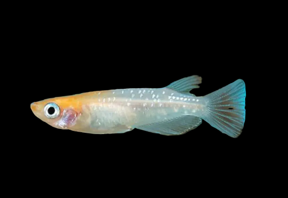 Rice fish - Kohaku
