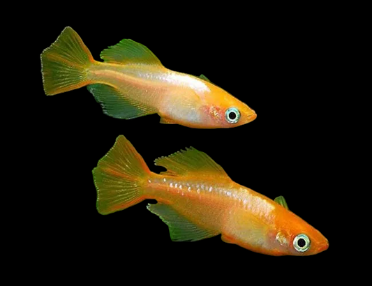 Rice fish - Orange Rame