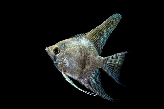 Smokey Pinoy Angelfish