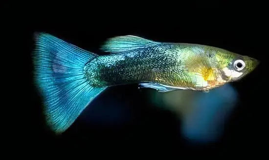 Metalic Blue Guppy - Male