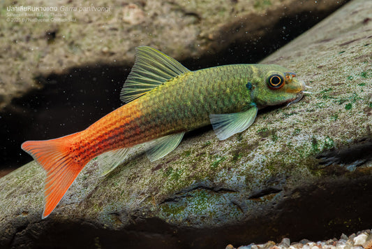 Red Tail Garra