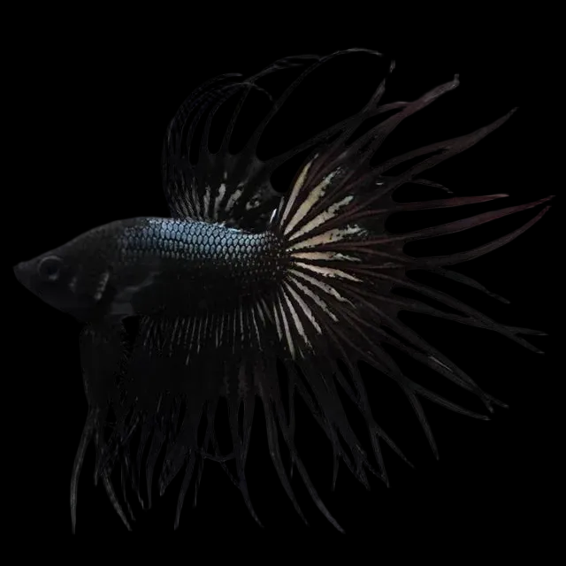 Betta Black Orchid Male