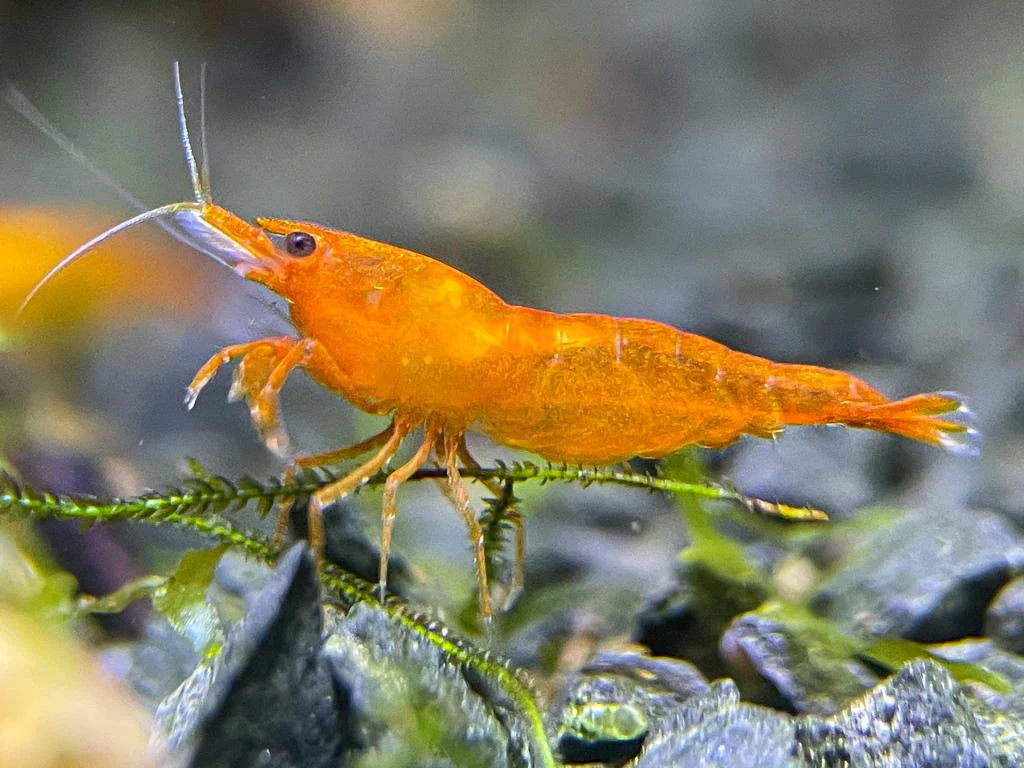 Orange Sakura Shrimp