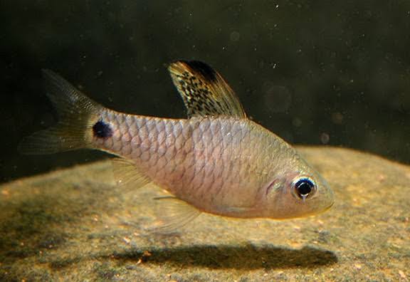 Drapefin Barb
