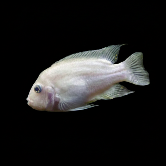 Albino/Pink Convict Cichlid (3.5-4inch)
