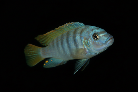 Ice Blue Red Top Cichlid (Williams Mbuna)
