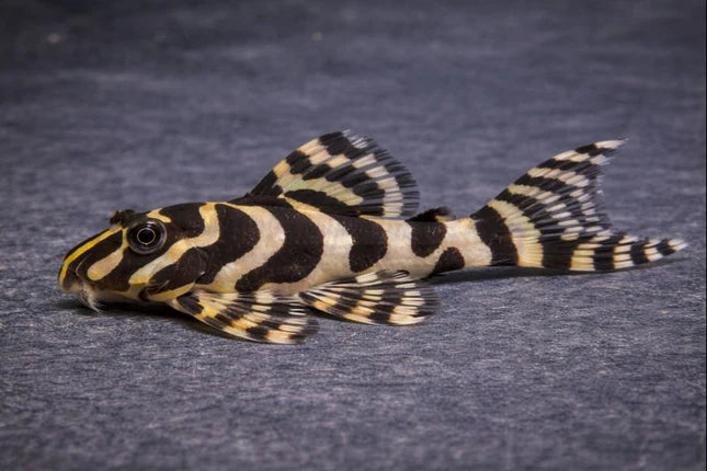 L134- Leopard Frog Pleco