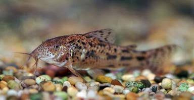 Darkspot Bulldog Cory - Aspirdoras Fuscoguttatus