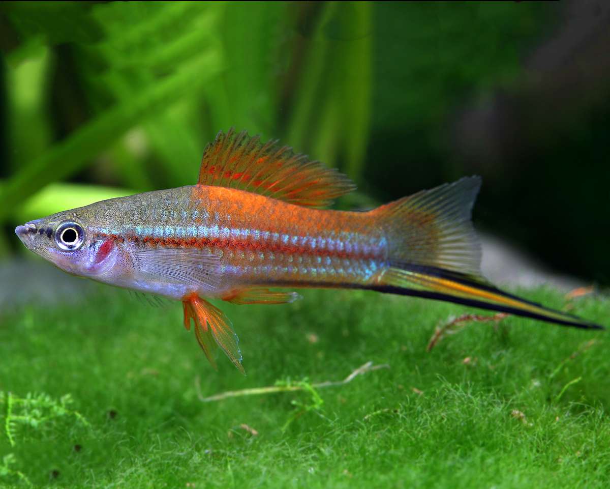 Neon Swordtail