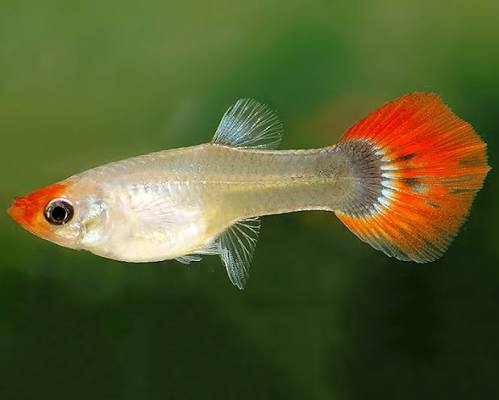Female Red Head Tuxedo Guppy