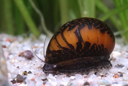 Leopard Nerite Snail