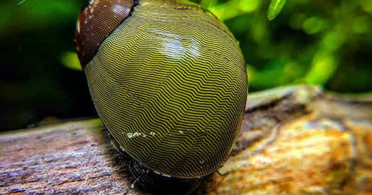 Green Racing Nerite Snail