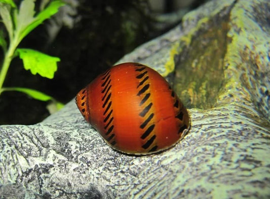 Orange Tire Track Nerite