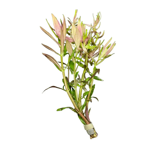 Limnophila hippuridoides - Bunch