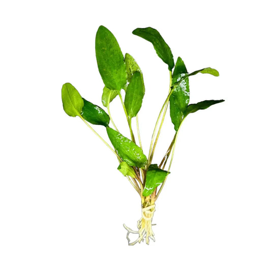 Cryptocoryne wendtii "Green"