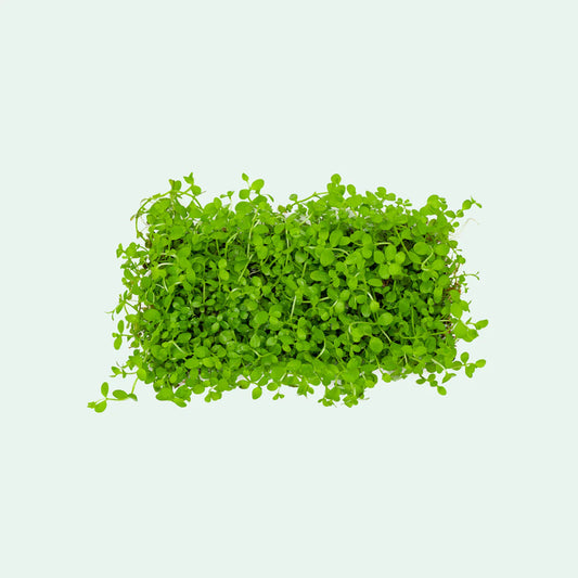 Monte Carlo (Micranthemum) on mat