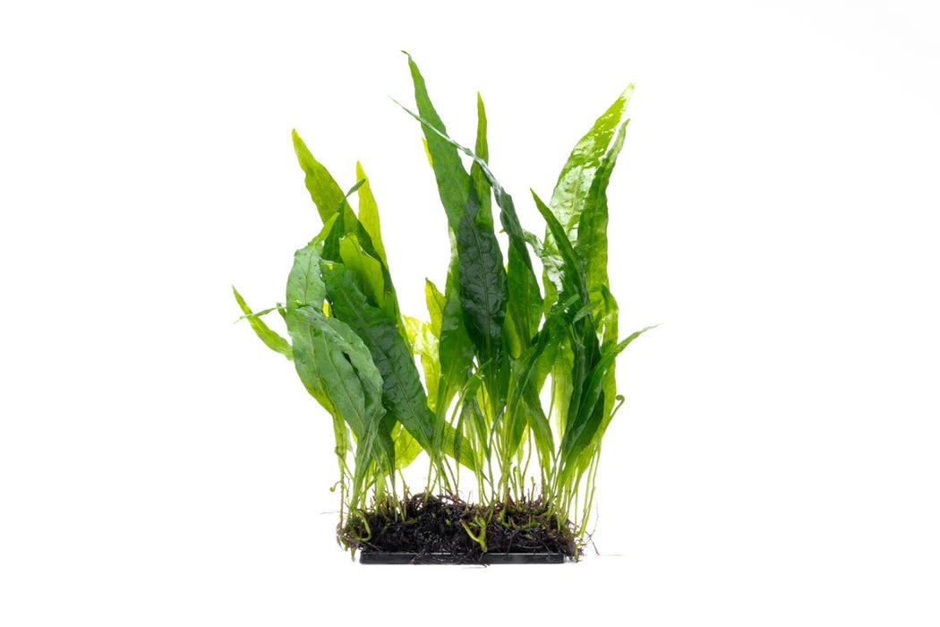 Java fern (Microsorum pteropus) on mat