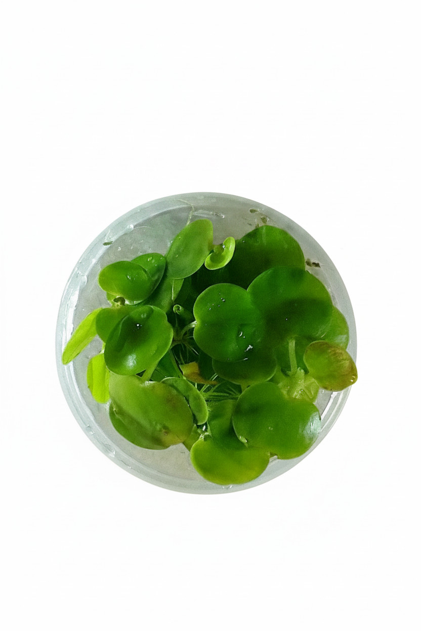 Amazon Frog bit ( Limnobium laevigatum) - Tissue Culture