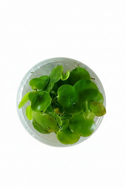 Amazon Frog bit ( Limnobium laevigatum) - Tissue Culture