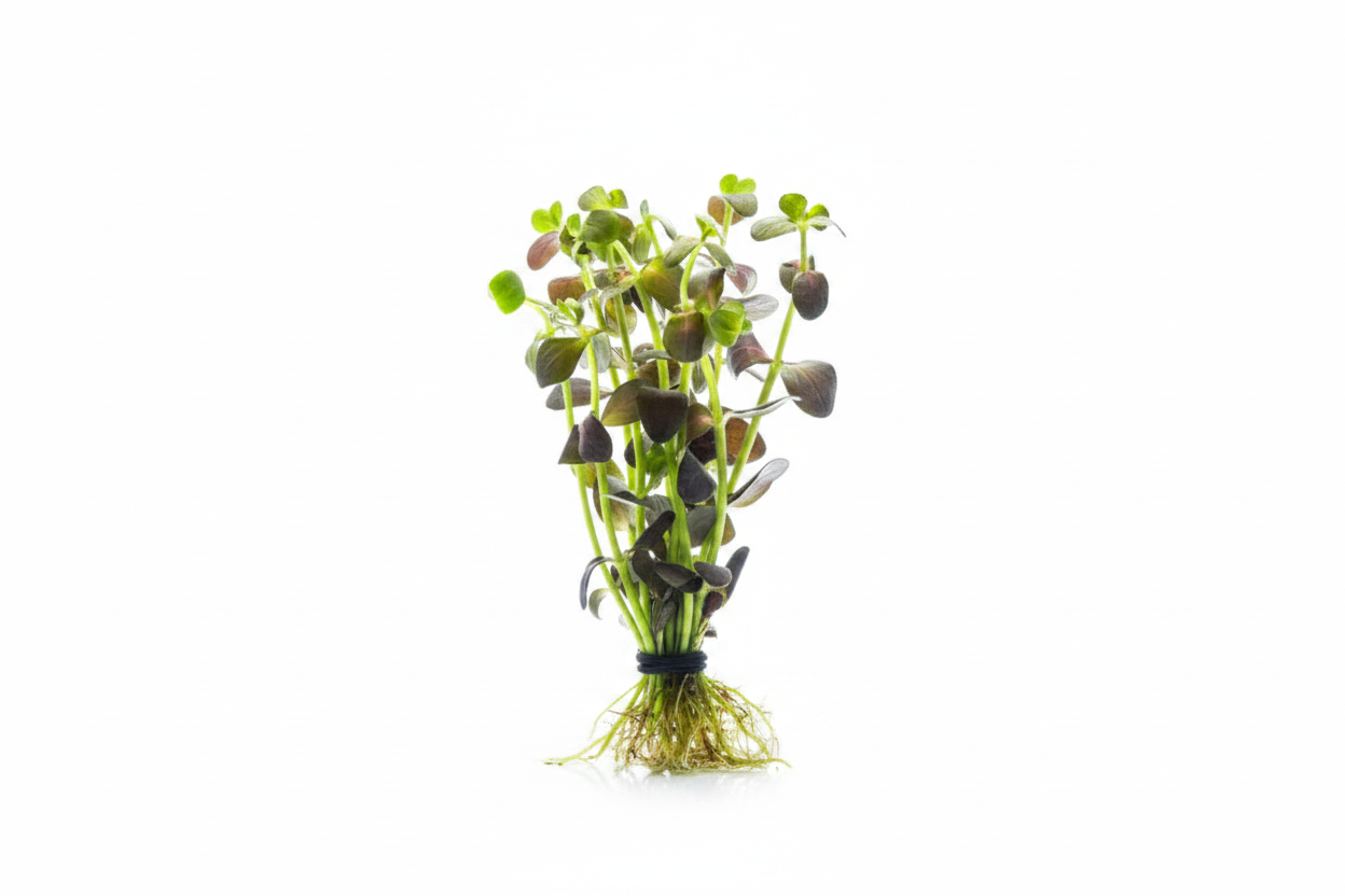 Purple Bacopa (Bacopa Salzmanii "Purple") -  Bunch