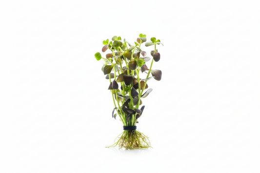 Purple Bacopa (Bacopa Salzmanii "Purple") -  Bunch