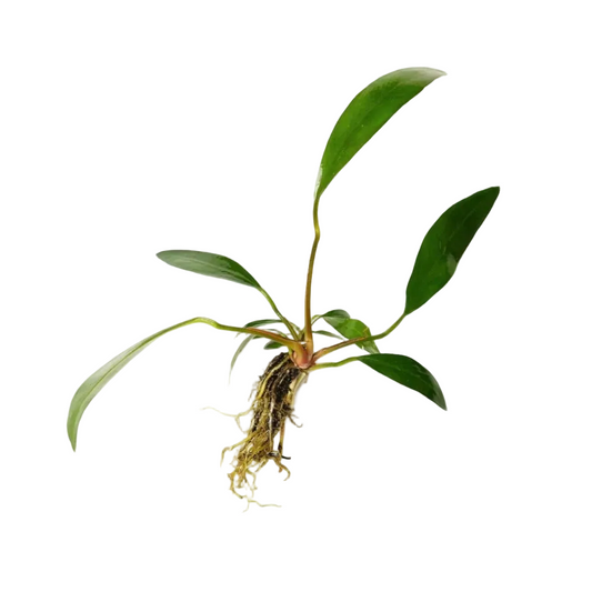 Anubias Lanceolata