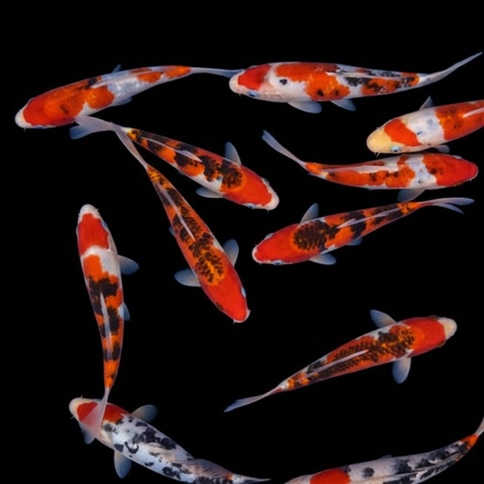 Koi Sanke 3.5" - Colour will vary