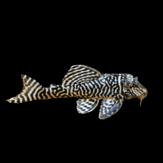 L333 Yellow King Tiger Pleco - Hypancistrus Sp Concrete Blonde Aquatics